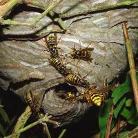 Wasptec - Wasp Nest Removal image 10
